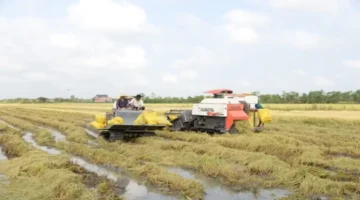 موسم الحصاد ينطلق.. مزارعون يتوجهون إلى الحقول لبدء دورة زراعية جديدة بمناسبة العام الجديد